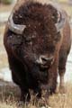 005 Amerikanischer Bison - Buffalo